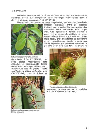 Cactáceas e Suclentas