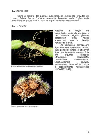 Cactáceas e Suclentas