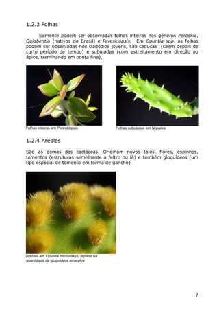 Cactáceas e Suclentas