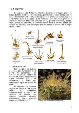 Cactáceas e Suclentas