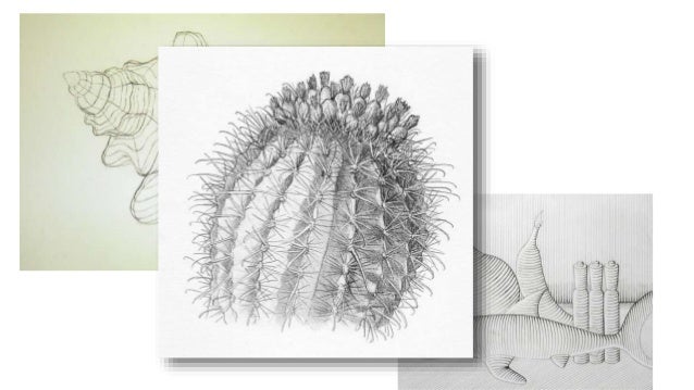 Meaning Contour Line Drawing : Cacti