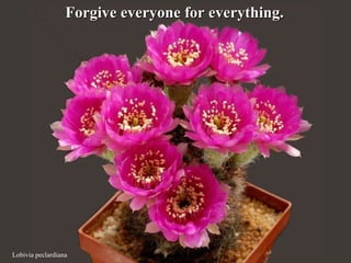 Lobivia peclardiana Forgive everyone for everything.  
