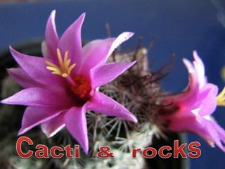 Cacti  &  rocks 