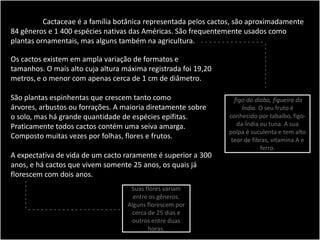 Cactaceae é a família botânica representada pelos cactos, são aproximadamente
84 gêneros e 1 400 espécies nativas das Américas. São frequentemente usados como
plantas ornamentais, mas alguns também na agricultura. - - - - - - - - - - - - - - -
-----------
figo do diabo, figueira da
Índia. O seu fruto é
conhecido por tabaibo, figo-
da-Índia ou tuna. A sua
polpa é suculenta e tem alto
teor de fibras, vitamina A e
ferro.
Os cactos existem em ampla variação de formatos e
tamanhos. O mais alto cuja altura máxima registrada foi 19,20
metros,e o menor com apenas cerca de 1 cm de diâmetro.
São plantas espinhentas que crescem tanto como
árvores, arbustos ou forrações. A maioria diretamente sobre
o solo, mas há grande quantidade de espécies epífitas.
Praticamente todos cactos contém uma seiva amarga.
Composto muitas vezes por folhas, flores e frutos.
A expectativa de vida de um cacto raramente é superior a 300
anos, e há cactos que vivem somente 25 anos, os quais já
florescem com dois anos.
-------
Suas flores variam
entre os gêneros.
Alguns florescem por
cerca de 25 dias e
outros entre duas
horas.
- - - - - - - - - - - - - - - - - - - - - -
 