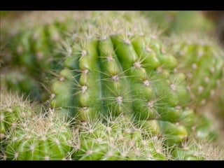 Cactos