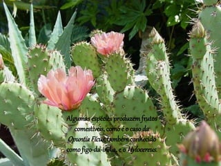 Algumas espécies produzemfrutos
comestíveis, como é o caso da
OpuntiaFícus, tambémconhecido
comofigo-da-índia, e o Hylocereus.
 