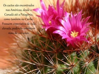 Os cactos são encontrados
nas Américas, desde o
Canadá até a Patagônia,
como também no Caribe.
Possuem expectativa de vida
elevada, podendo sobreviver
mais de 200 anos.
 