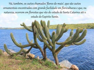 Há, também, os cactos chamados 'flores-de-maio', que são cactos
ornamentais encontrados com grande facilidade em floriculturas e que, na
natureza, ocorrem em florestas que vão do estado de Santa Catarina até o
estado do Espírito Santo.
 
