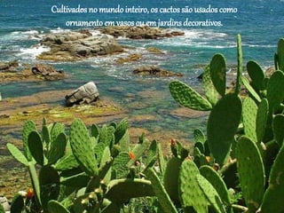 Cultivados no mundointeiro, os cactos são usados como
ornamento em vasos ou em jardins decorativos.
 