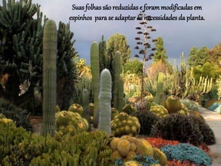 Suas folhassão reduzidas e forammodificadas em
espinhos para se adaptar às necessidades da planta.
 