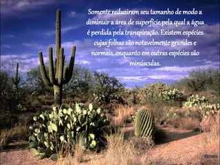 Somentereduziramseu tamanho de modoa
diminuir a área de superfície pela qual a água
é perdida pela transpiração. Existemespécies
cujas folhas são notavelmente grandes e
normais, enquanto em outras espécies são
minúsculas.
 