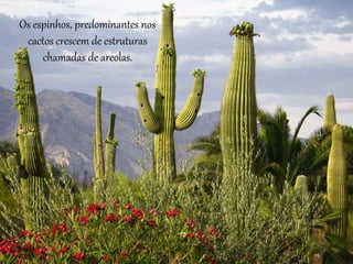 Os espinhos, predominantes nos
cactos crescem de estruturas
chamadas de areolas.
 