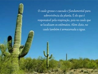 O caule grosso e cascudo é fundamental para
sobrevivência da planta. É ele que é
responsável pela respiração, pois no caule que
se localizam os estômatos. Além disto, no
caule também é armazenada a água.
 