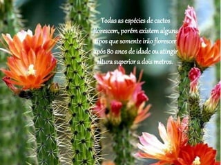 Todas as espécies de cactos
florescem, porémexistemalguns
tipos que somenteirão florescer
após 80 anos de idade ou atingir
altura superior a dois metros.
 