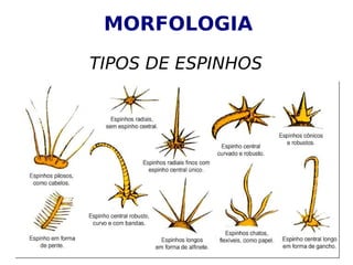 MORFOLOGIA
TIPOS DE ESPINHOS
 