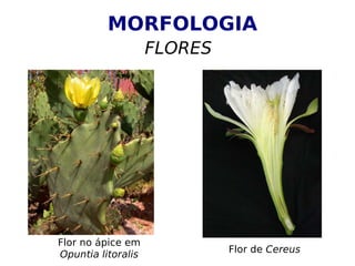 MORFOLOGIA
                    FLORES




Flor no ápice em
                             Flor de Cereus
Opuntia litoralis
 