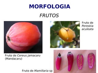 MORFOLOGIA
                       FRUTOS
                                    Fruto de
                                    Pereskia
                                    aculeata




Fruto de Cereus jamacaru
(Mandacaru)



           Fruto de Mamillaria sp
 