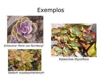 Exemplos




Echeveria "Perle von Nurnberg"




                                 Kalanchoe thyrsiflora



   Sedum nussbaumeranum
 