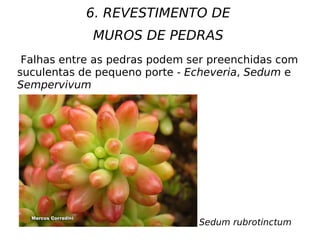 6. REVESTIMENTO DE
             MUROS DE PEDRAS
 Falhas entre as pedras podem ser preenchidas com
suculentas de pequeno porte - Echeveria, Sedum e
Sempervivum




                               Sedum rubrotinctum
 