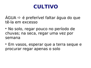 CULTIVO

ÁGUA  é preferível faltar água do que
tê-la em excesso

 No solo, regar pouco no período de
chuvas; na seca, regar uma vez por
semana

 Em vasos, esperar que a terra seque e
procurar regar apenas o solo
 