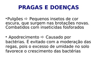PRAGAS E DOENÇAS

 Pulgões  Pequenos insetos de cor
escura, que surgem nas brotações novas.
Combatidos com inseticidas fosforados


  Apodrecimento  Causado por
bactérias. É evitado com a moderação das
regas, pois o excesso de umidade no solo
favorece o crescimento das bactérias
 