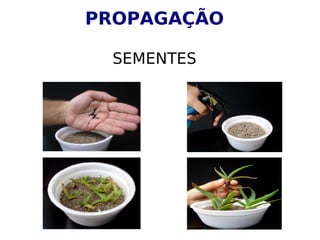 PROPAGAÇÃO

 SEMENTES
 