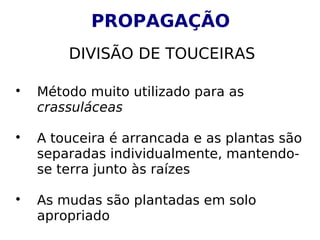 PROPAGAÇÃO
        DIVISÃO DE TOUCEIRAS


    Método muito utilizado para as
    crassuláceas


    A touceira é arrancada e as plantas são
    separadas individualmente, mantendo-
    se terra junto às raízes


    As mudas são plantadas em solo
    apropriado
 