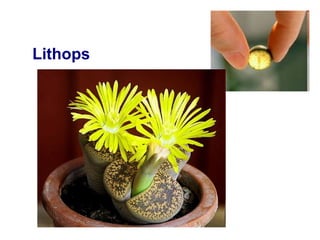 Lithops
 