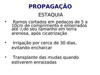 PROPAGAÇÃO
                 ESTAQUIA

     Ramos cortados em pedaços de 5 a
    10cm de comprimento e enterrados
    até 1/3 de seu tamanho em terra
    arenosa, após cicatrização


     Irrigação por cerca de 30 dias,
    evitando encharcar


     Transplante das mudas quando
    estiverem enraizadas
 