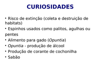 CURIOSIDADES

  Risco de extinção (coleta e destruição de
habitats)

  Espinhos usados como palitos, agulhas ou
pentes

  Alimento para gado (Opuntia)

  Opuntia - produção de álcool

  Produção de corante de cochonilha

  Sabão
 
