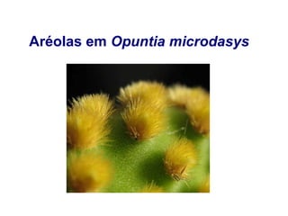 Aréolas em Opuntia microdasys
 