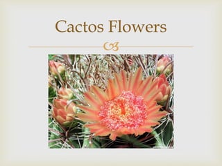 Cactos Flowers


 