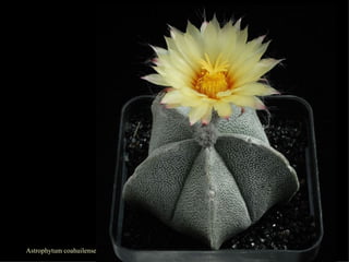 Astrophytum coahuilense 