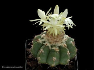 Discocactus pugionacanthus 