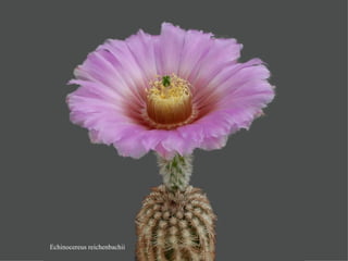 Echinocereus reichenbachii 