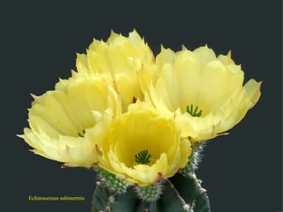 Echinocereus subinermis 