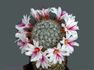 Mammillaria slevinii 