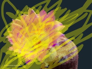 Echinocereus pectinatus 