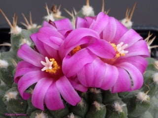 Parodia spaniosa 