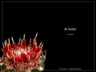 Jb leuba Juillet  2008 Les cactus – Jacques Dutronc 