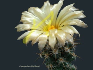 Coryphantha wohlschlageri 