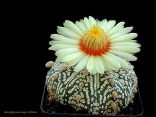 Astrophytum super kabuto 