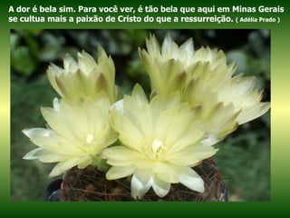 A dor é bela sim. Para você ver, é tão bela que aqui em Minas Gerais se cultua mais a paixão de Cristo do que a ressurreição.  ( Adélia Prado ) 