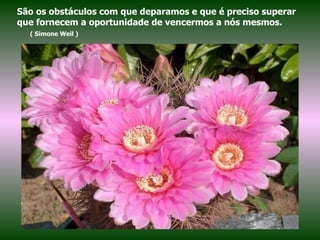 São os obstáculos com que deparamos e que é preciso superar que fornecem a oportunidade de vencermos a nós mesmos.  ( Simone Weil ) 