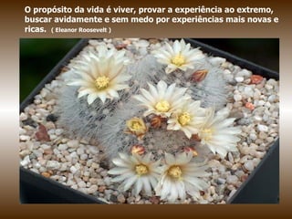 O propósito da vida é viver, provar a experiência ao extremo, buscar avidamente e sem medo por experiências mais novas e ricas.  ( Eleanor Roosevelt ) 