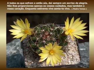 A todos os que sofrem e estão sós, dai sempre um sorriso de alegria. Não lhes proporciones apenas os vossos cuidados, mas também o vosso coração. Enquanto estiveres vivo sente-te vivo.  ( Madre Tereza ) 