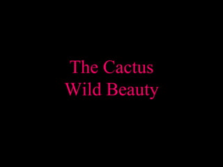 The CactusWild Beauty 