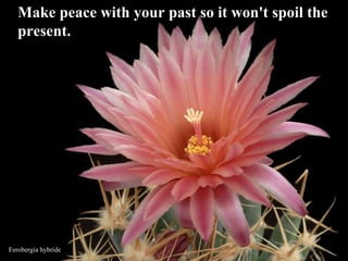 Ferobergia hybride Make peace with your past so it won't spoil the present.  
