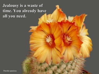 Parodia spaniosa Jealousy is a waste of time. You already have  all you need. 