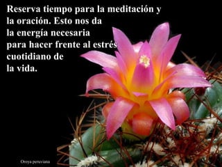 Oroya peruviana Reserva tiempo para la meditación y  la oración. Esto nos da  la energía necesaria para hacer frente al estrés cuotidiano de  la vida. 